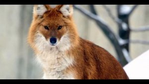 Красная книга животных