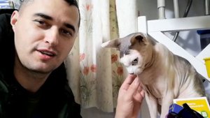 Канадский сфинкс и Хаски в одном доме