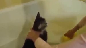 Найдены Секреты Как Приучить Кота Купаться!