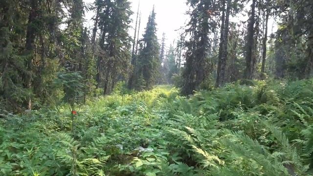 Одиночный поход на Главный Уральский Хребет / 1 часть #396 смотреть онлайн