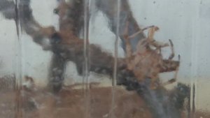 ПОТРЯСАЮЩАЯ ОХОТА ПАУКА КРЕСТОВИКА. AMAZING HUNTING OF CROSS SPIDER!