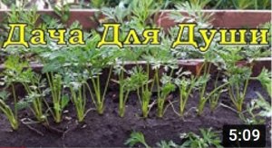 Как правильно прореживать МОРКОВЬ? Все нюансы по полочкам???