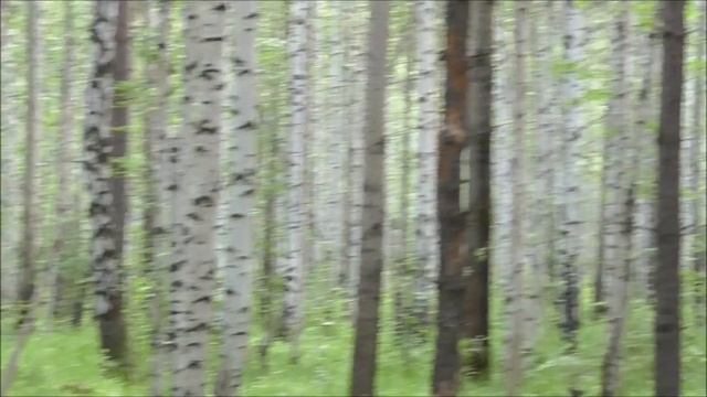 ЧТО ЗА ПТИЦЫ смотреть онлайн