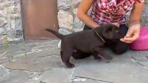 Как правильно выбрать щенка лабрадора? На что обратить внимание при выборе лабрадора?