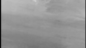 Тепловизионный монокуляр CONOTECH Tracer 35 LRF Pro. Енотовидная собака, дистанция 25 метров