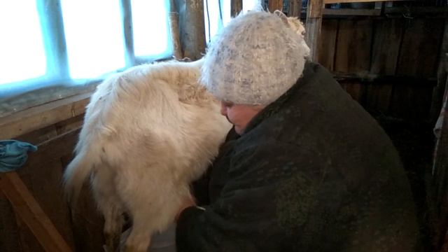 Как правильно доить козу ! Коза Маша, вечерняя дойка ! (Инструкция) смотреть онлайн