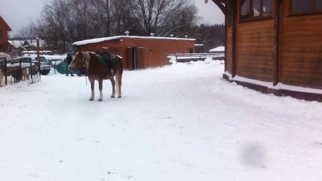 Привязка к земле и подход к человеку по голосовой команде. Хафлингер Haflinger смотреть онлайн