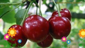 Вишня Малиновка. Краткий обзор, описание характеристик, где купить саженцы prunus cerasus Malinovka