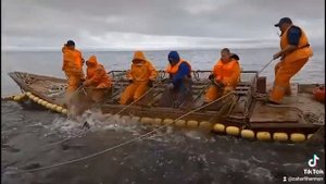 100 тонн рыбы поймали задень!) рыбалка Сахалин амур кета остров байдукова