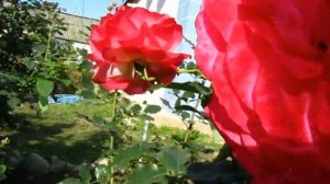 Роза  Мидсаммер(Midsummer) и Вестерленд(Westerland).