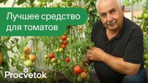 ПОСЛЕ ЭТОГО ТОМАТЫ НЕ ЗАБОЛЕЮТ! Вот, чем обработать томаты во второй половине лета