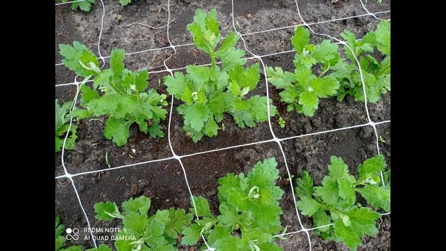 ПОДКОРМКИ ХРИЗАНТЕМ.ЧТО НУЖНО ЗНАТЬ? смотреть онлайн