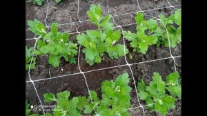 ПОДКОРМКИ ХРИЗАНТЕМ.ЧТО НУЖНО ЗНАТЬ?