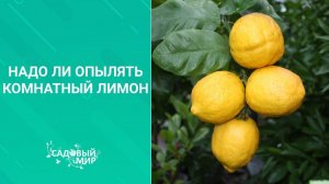 Надо ли опылять комнатный лимон