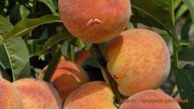 Персик обыкновенный Золотая Москва ? обзор: как сажать, саженцы персика Золотая Москва смотреть онлайн
