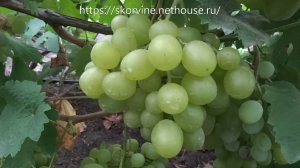 Сорта винограда Светлана (FVR-7-9) 2017