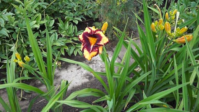 Лилейник GAVEN PETIT смотреть онлайн