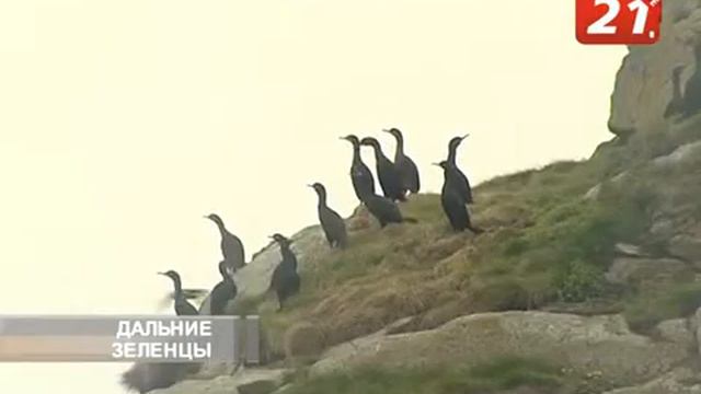 Дальние Зеленцы. В поисках арктических попугаев