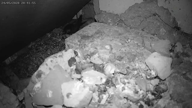 Стриж атакует гнездо голубей 24.05.2020 г. - A swift attack on a nest of pigeons 24.05.2020. смотреть онлайн