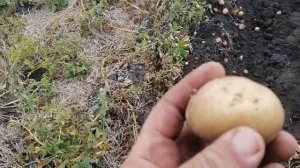 Копаем картофель Торнадо и Орла выращенный без полива. Минимум дождей, максимум высоких температур!