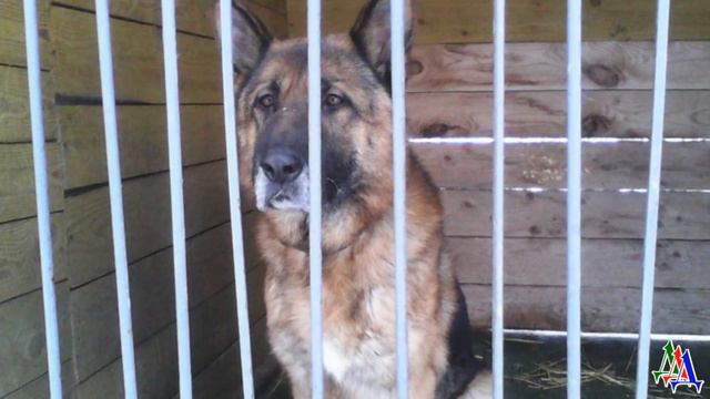 «Не мог он про меня забыть!» Хозяева оставили собаку с незнакомыми людьми на месяц, она ждала и… смотреть онлайн