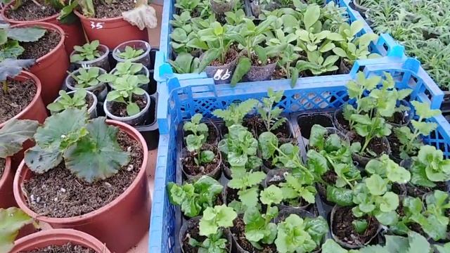 Обзор посевов и черенкования. смотреть онлайн