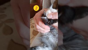 Как подстричь когти котенку