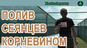 Как разводить корневин,как поливать корневином Питомник "Хвойный дворик"