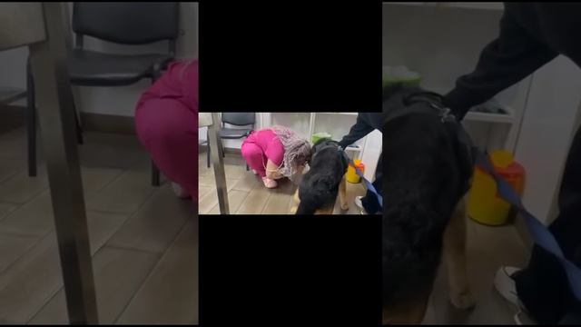 Empathy in Action: Keiko's Vet Journey Supported by Vita and Karina ❤️ #dog #hopeforpaws смотреть онлайн