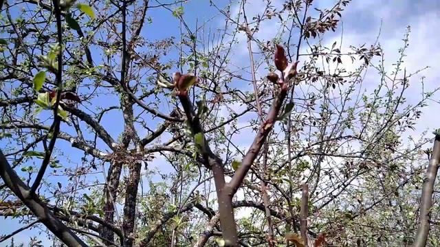 15 мая 2021. мои декоративные яблони. смотреть онлайн