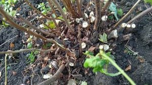 омоложение старых кустов смородины и крыжовника
