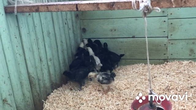 Наши новости. Расклёвывают цыплята друг друга, причина☝️ устронение проблемы. смотреть онлайн