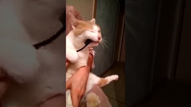 Аполлон дома 2 смотреть онлайн