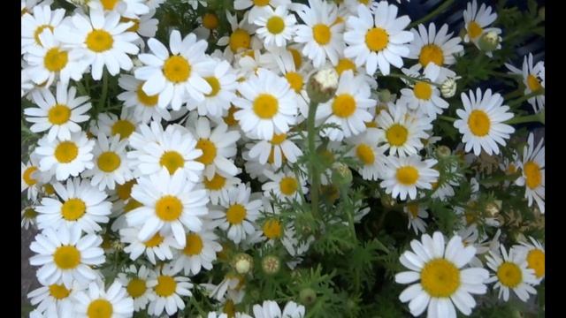 Ромашка спасет от стресса и депрессий смотреть онлайн