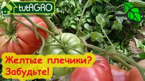 НИКАКИХ ЖЕЛТЫХ ПЛЕЧИКОВ НА ТОМАТАХ! Не только подкормки: как исправить желтые и невкусные плоды?