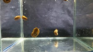 УЛИТКА КАТУШКА. Planorbarius corneus