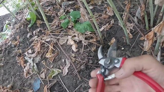 Обрезка ремонтантной малины, как правильно сделать обрезку