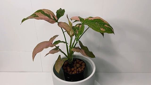 Syngonium Pink Splash 360° смотреть онлайн