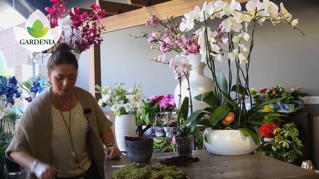 Zhino at Gardenia 2 смотреть онлайн