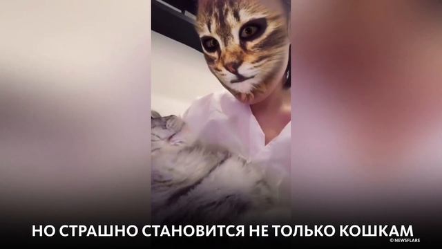 КОШАЧЬЯ МАСКА НАПУГАЛА КОТОВ