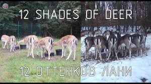 12 оттенков лани - как меняется окрас шерсти в течение года #лань #животные #deervader