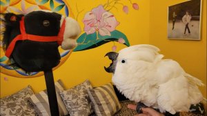 Лошадка - это страшный зверь!) Попугай ара,какаду, Гиацинтовый Ара, смешные. Нападение животных