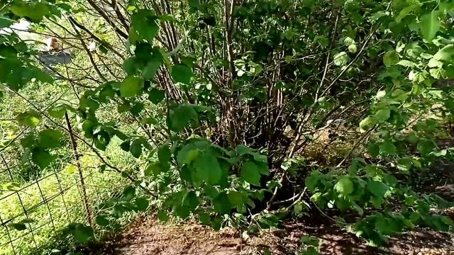 Лист лещины. Аденома, простатит, потенция.