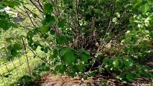 Лист лещины. Аденома, простатит, потенция.