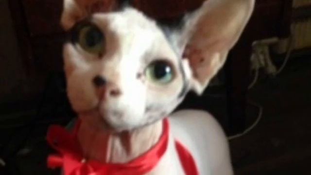 Однолетний агент смотреть онлайн