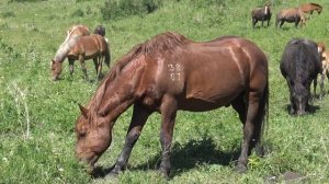 Жеребец Корунд.  Весенняя встреча с кобылами