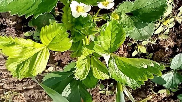 Клубника. Проблемы с Купчихой.