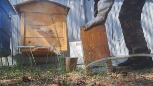 формирование пчелопакета