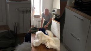 Костюм белого медведя из России с любовью.
