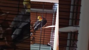 Корелла чистит перья или ощипывается?